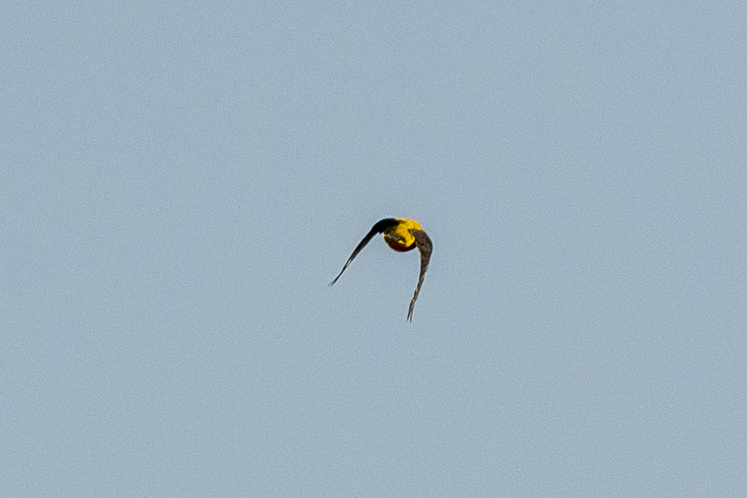 Eurasian Golden Oriole